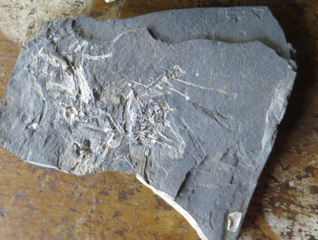 森のくすり塾がある野倉で発見された海の化石