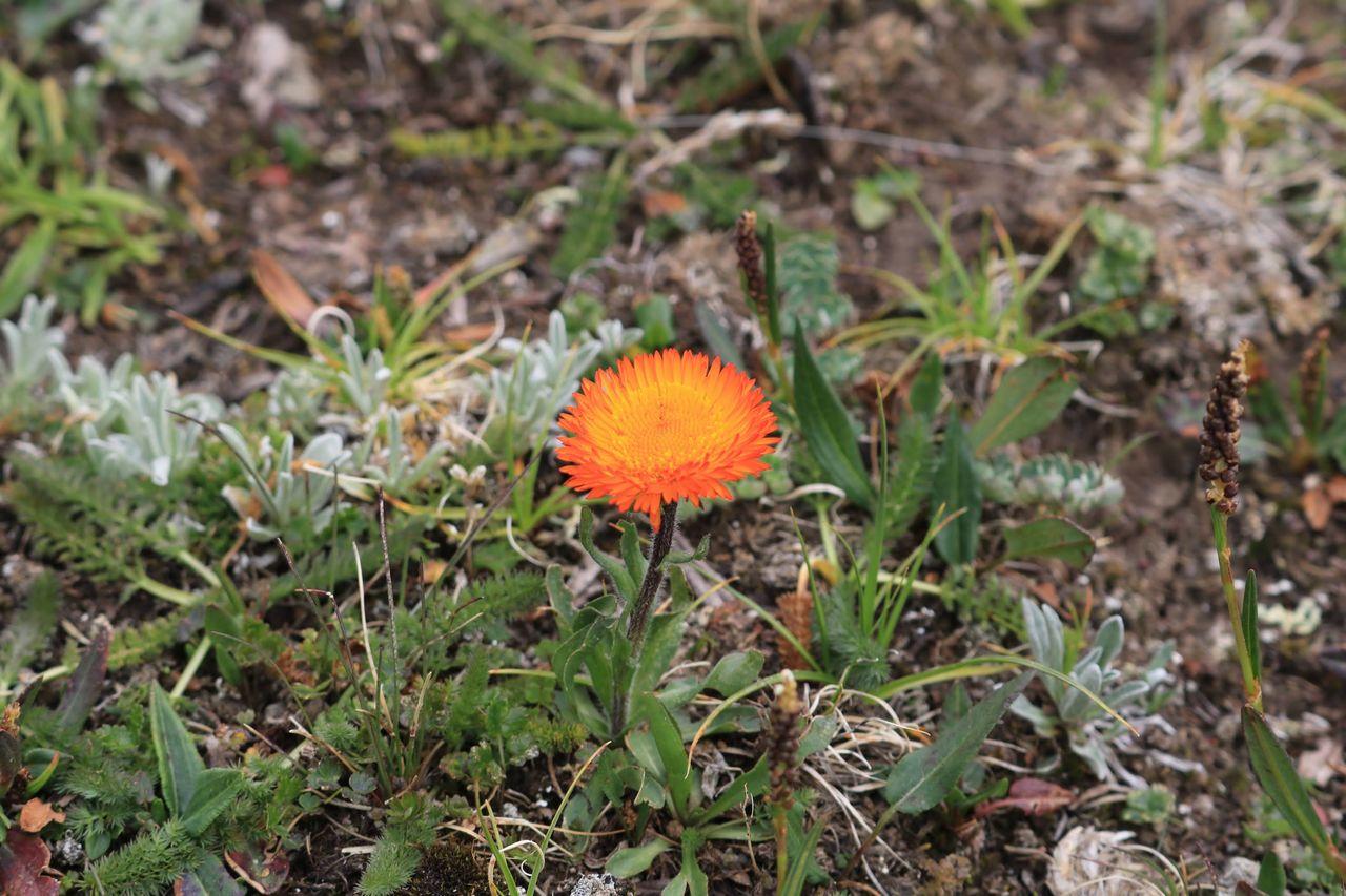 山の花