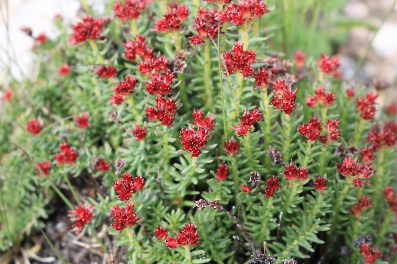 山の花
