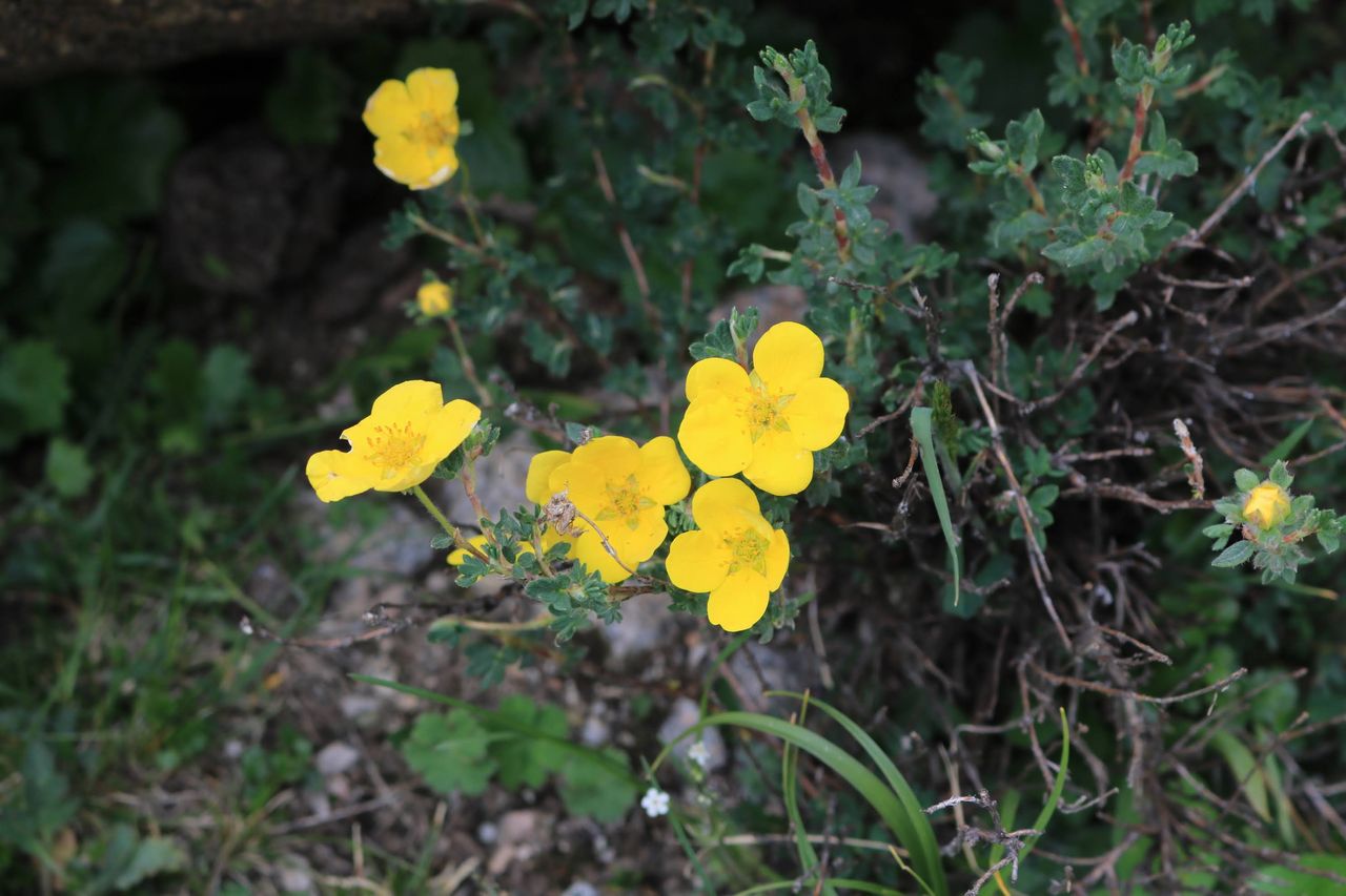山の花