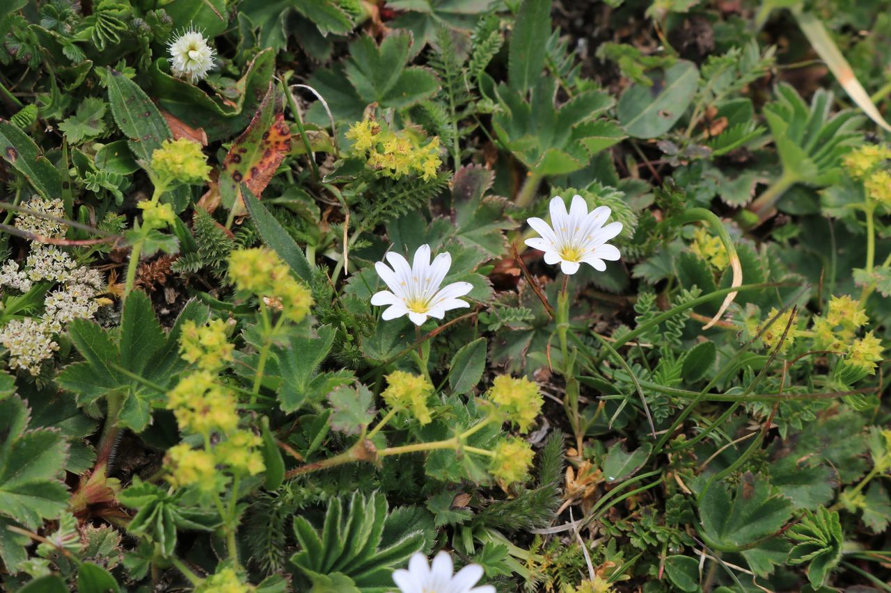 山の花