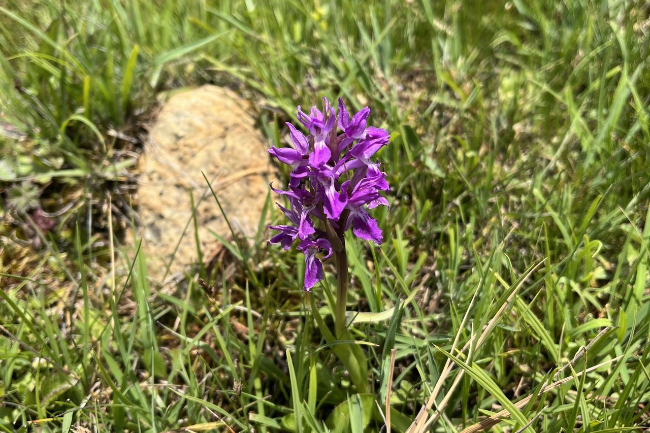 山の花