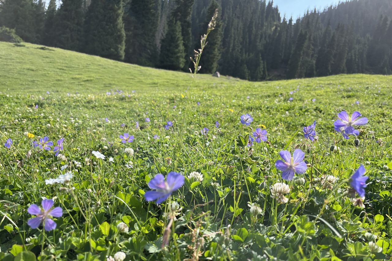 朝食までの散歩で出会ったお花たち
