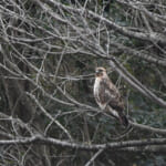 bird-k-20260207