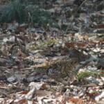 bird-k-20260214