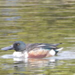 bird-k-20260219