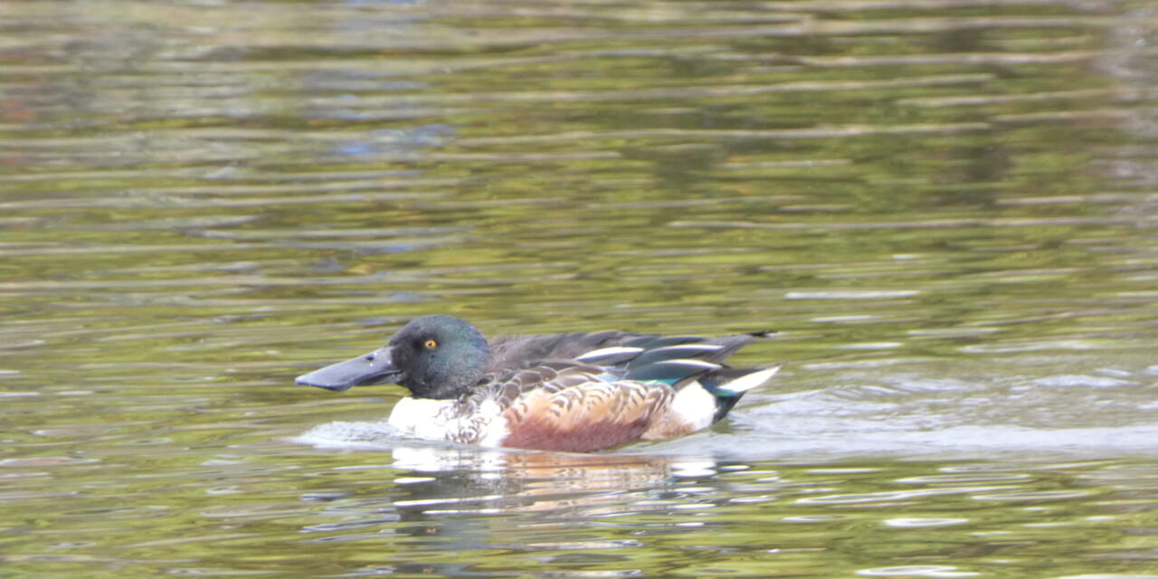 bird-k-20260219