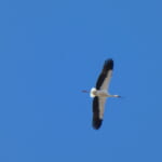 jp-bird-298