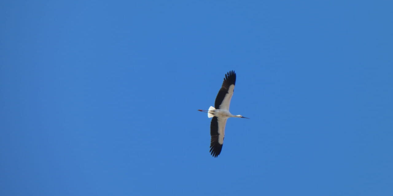 jp-bird-298