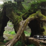 oz-i-sakio-taiwan-2026-1