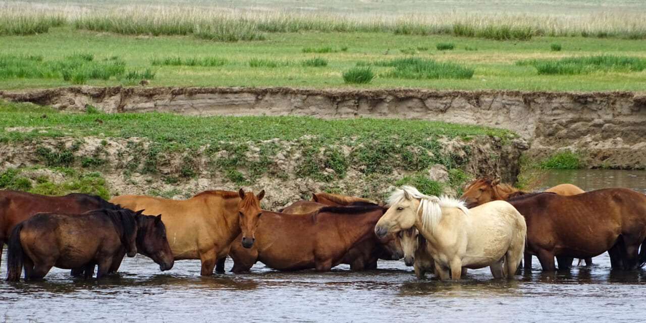 トーラ川には馬をはじめ家畜たちが水を求めてやって来ます
