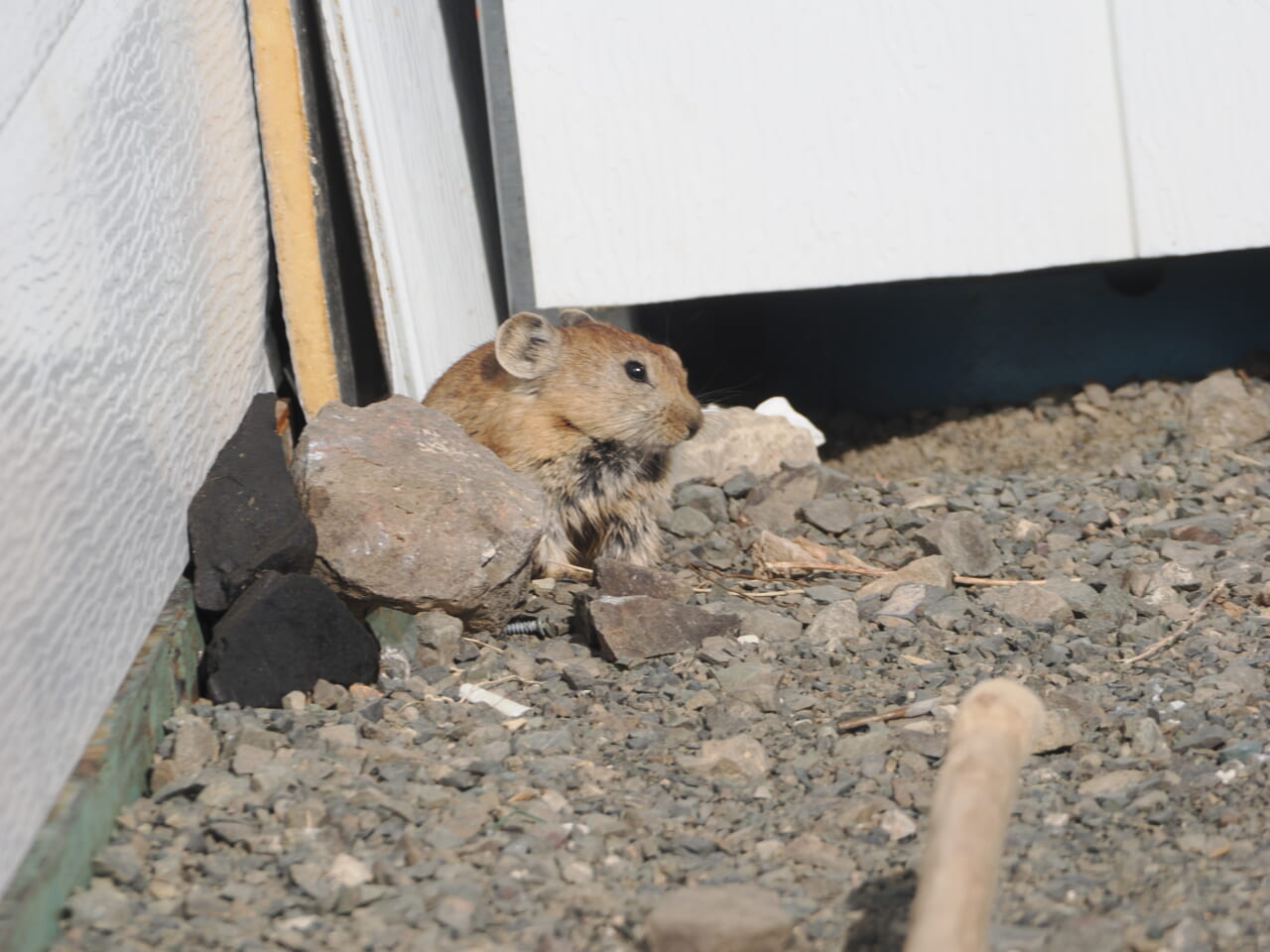 ナキウサギ ナキウサギ