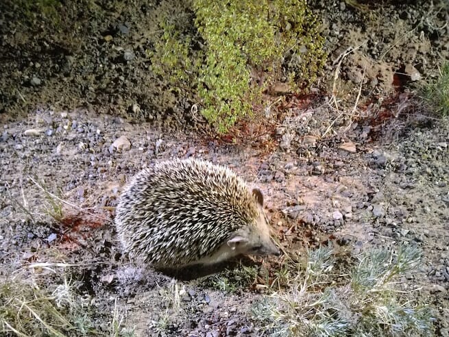 オオミミハリネズミ オオミミハリネズミ
