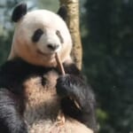 日本で生まれたシャンシャンと出会えるチャンスも