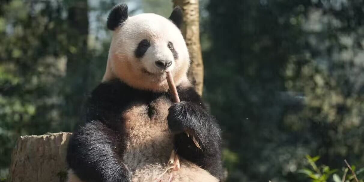 日本で生まれたシャンシャンと出会えるチャンスも