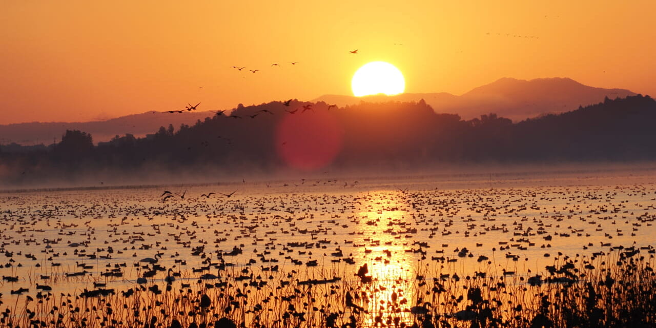 伊豆沼の夜明け
