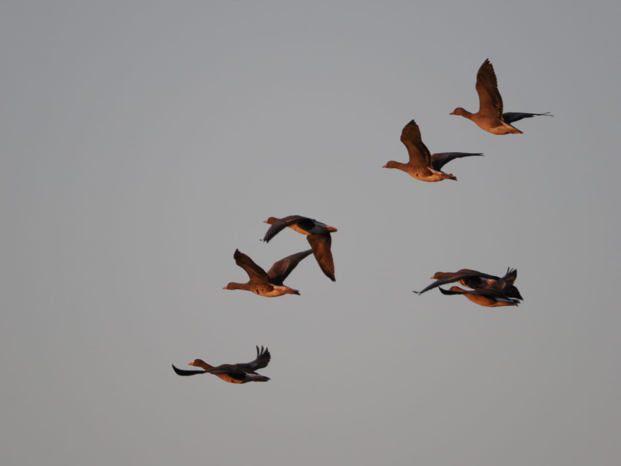 ガンたちの飛翔