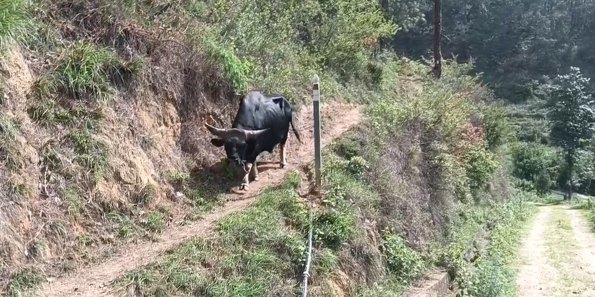 これはミタン種のウシ。気が荒いので近寄らないで!