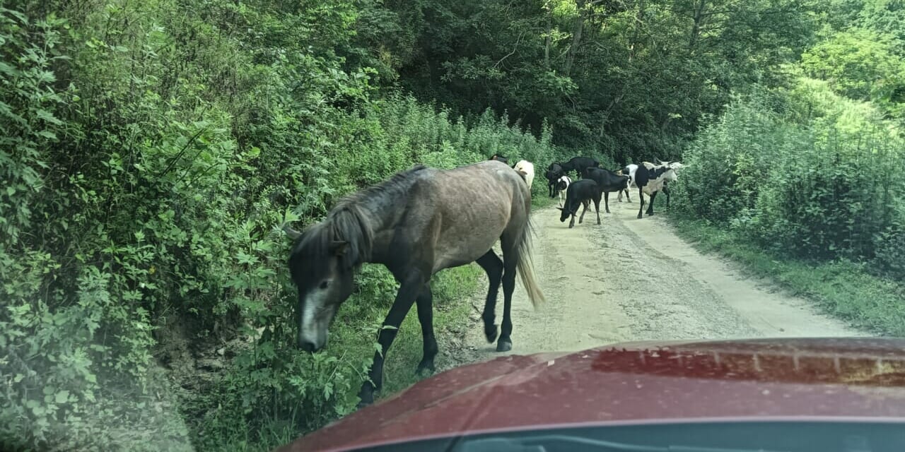 放牧に連れていかれるウシやウマに出会えるかも。