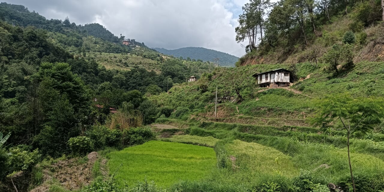 チャンダナ村の小さな田圃。ハイキングコースの入口は村はずれにあります。