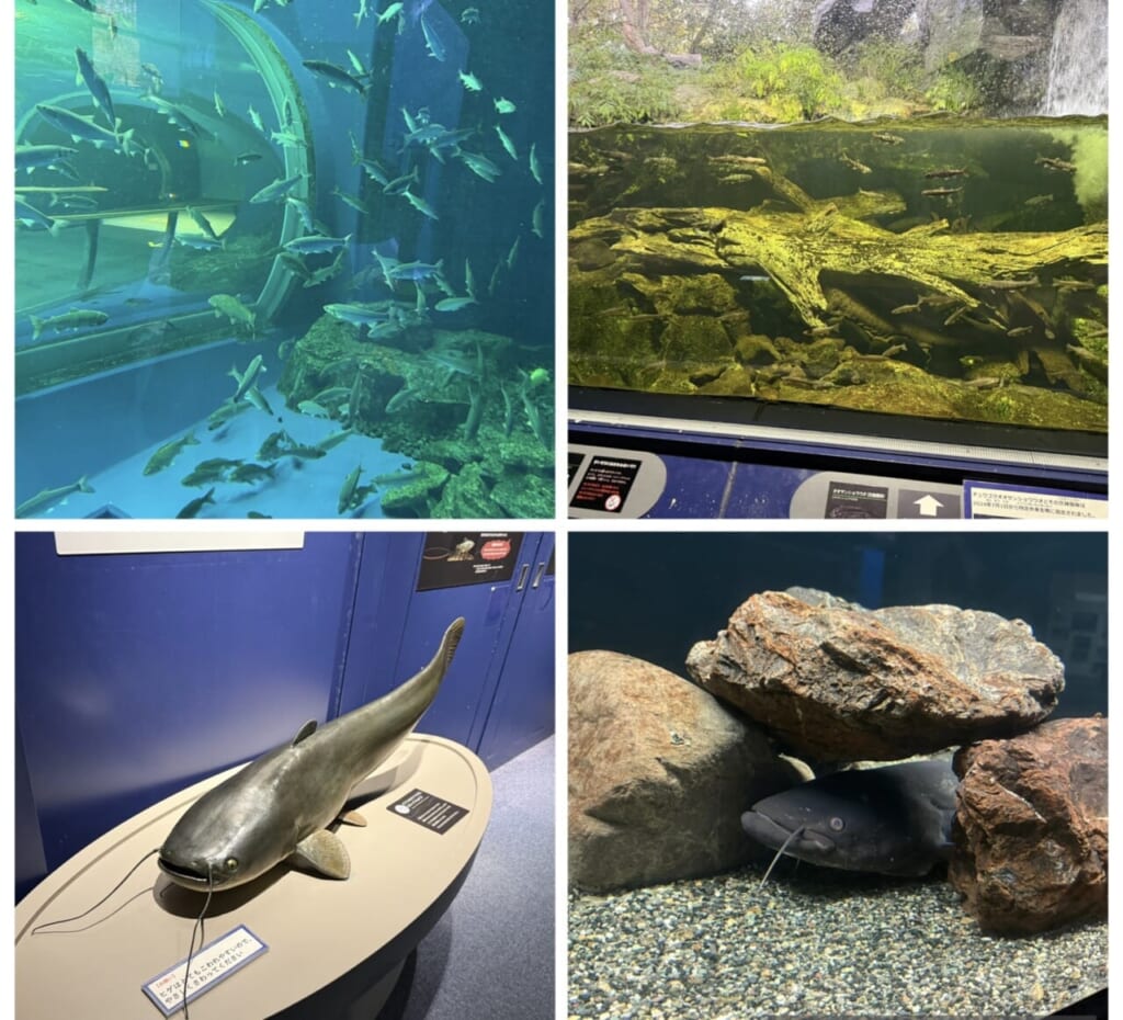 ビワコオオナマズにも、出会える！