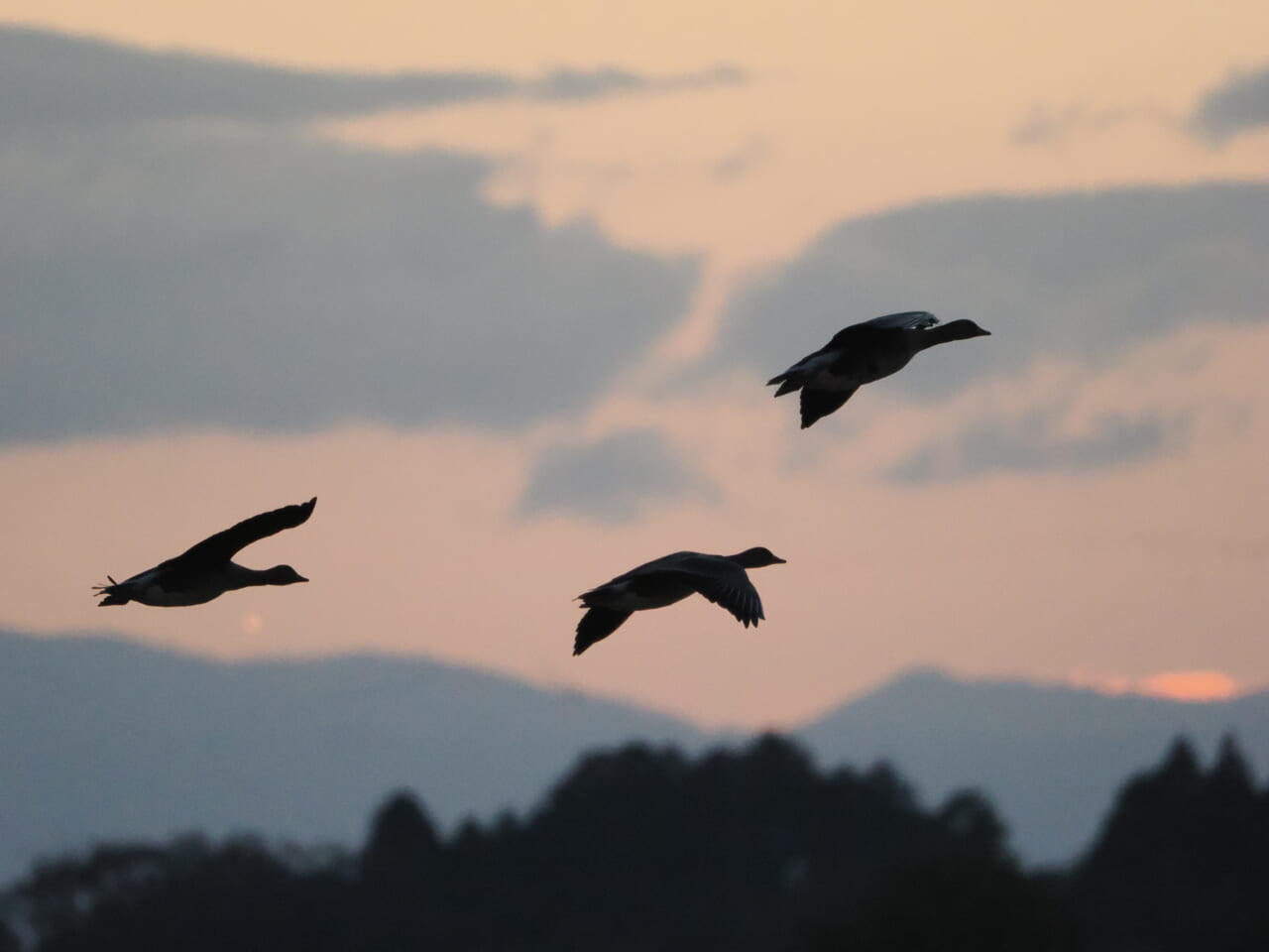 ガンたちの飛翔