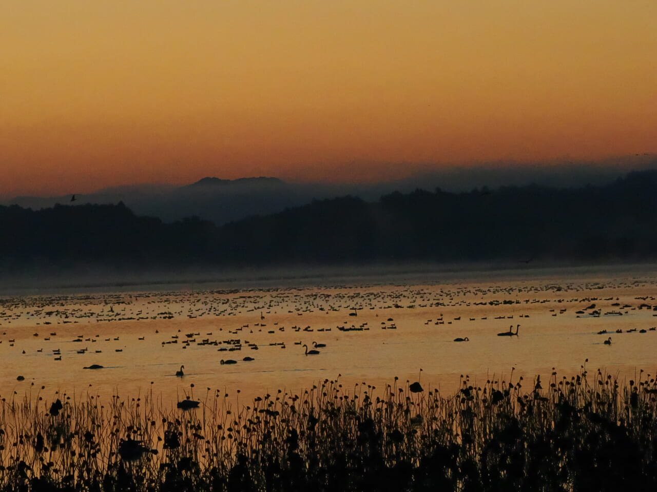 夜明け前の伊豆沼