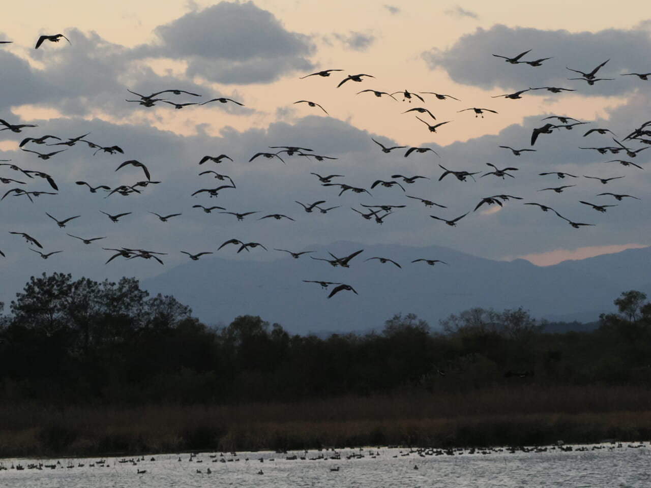 蕪栗沼のガンたち