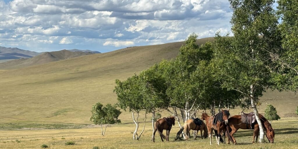 キャンプ周辺にはシャーマンのオボーがある白樺林も