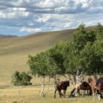 キャンプ周辺にはシャーマンのオボーがある白樺林も