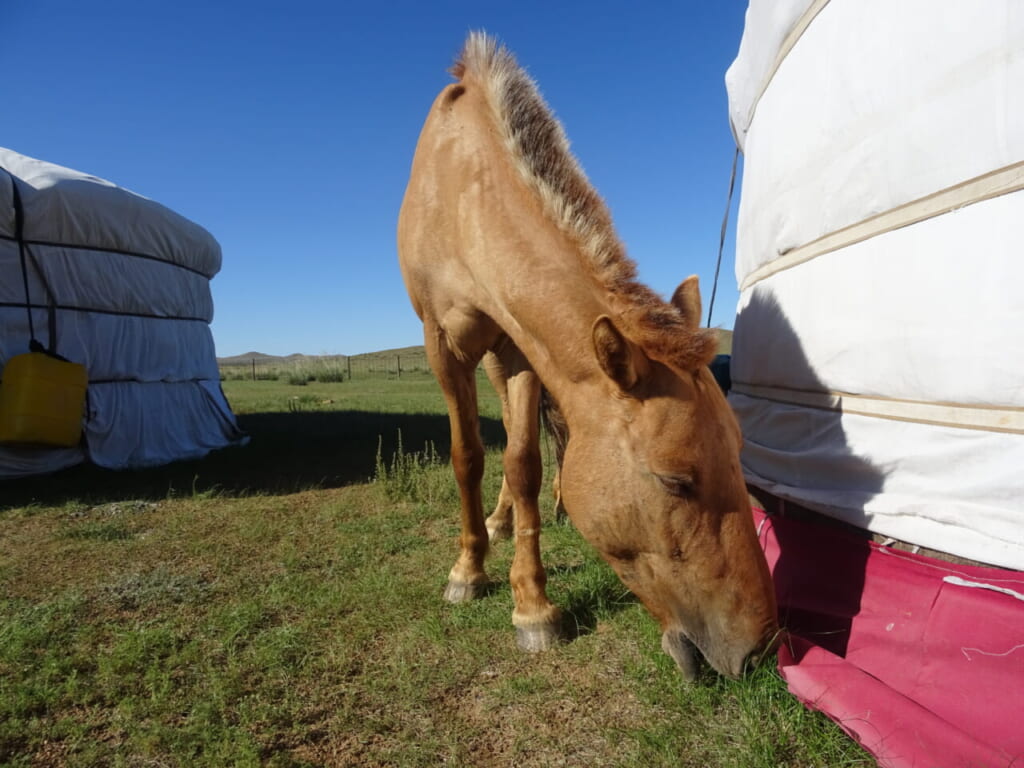 お馬さんこんにちは!