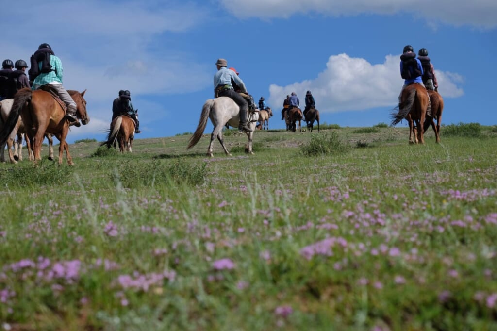 草原には可愛らしい花も