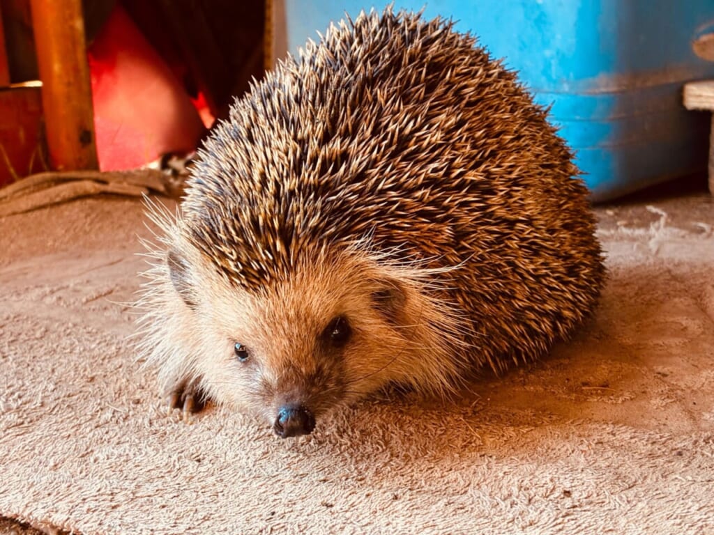 可愛いお客さん（野生のハリネズミに会えるかも）