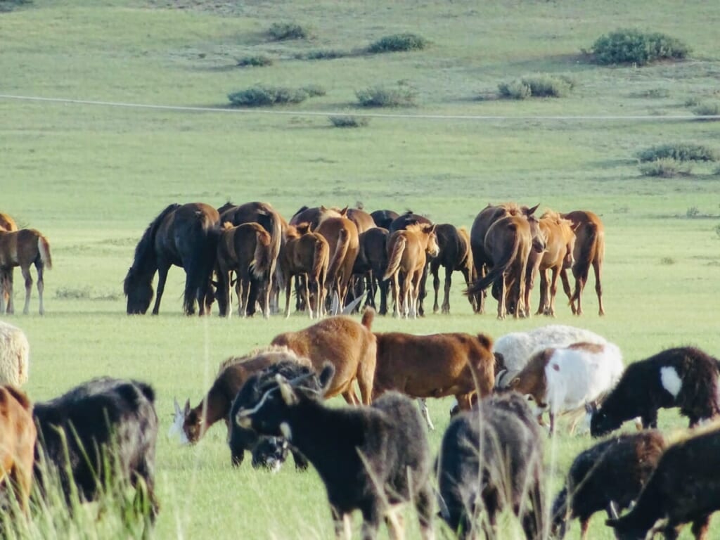 川があるから家畜が集まります