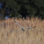 ハイイロチュウヒ