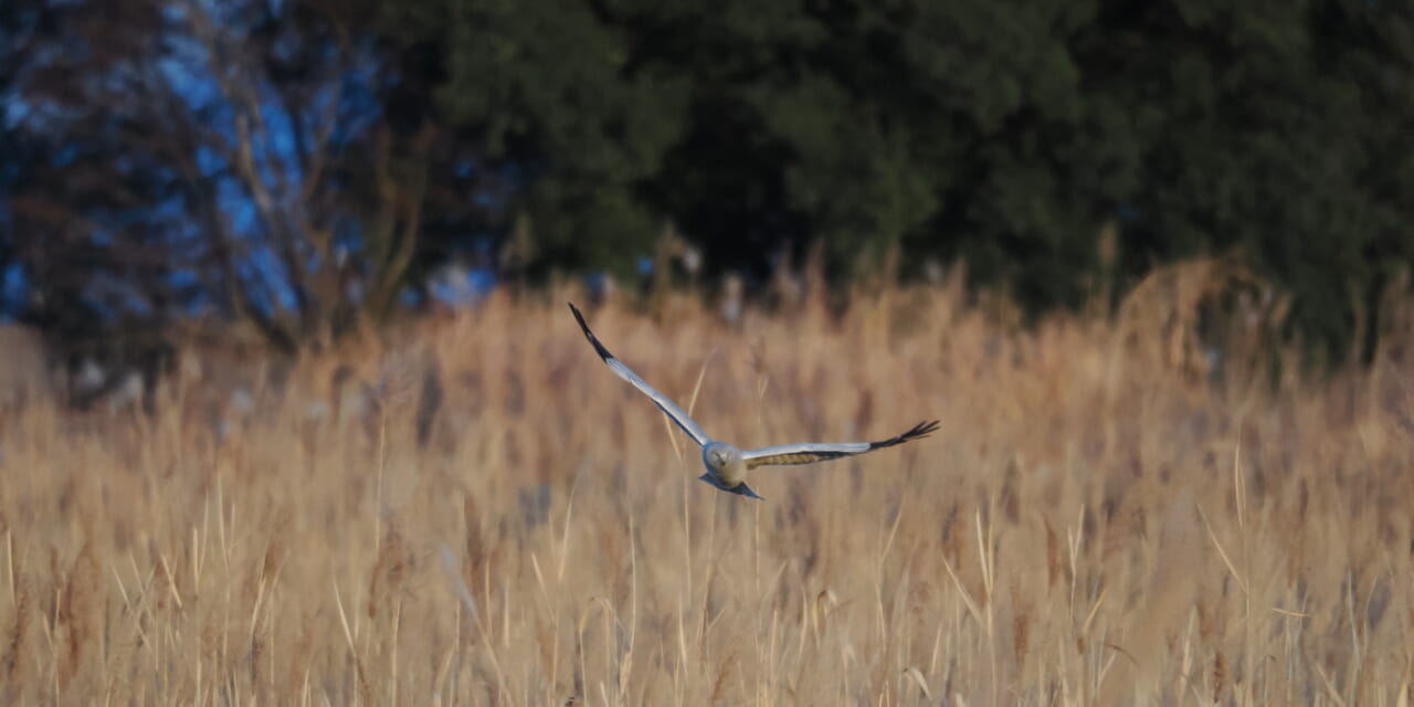 ハイイロチュウヒ