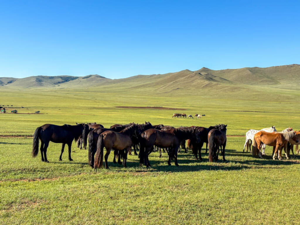 ここの馬は冬の間も人との距離が近い