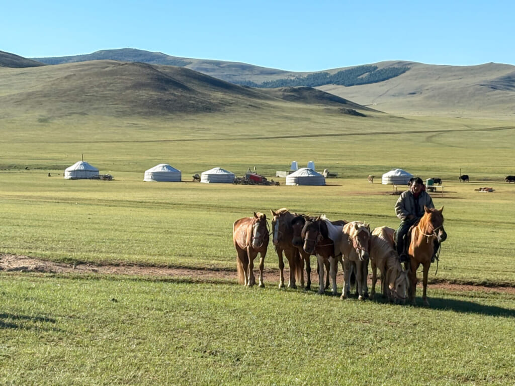 ノマディックには100頭近くの馬がいる