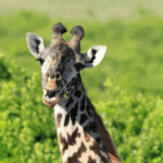 もぐもぐキリン