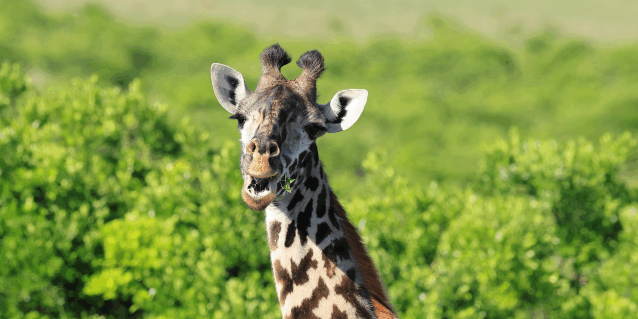 もぐもぐキリン