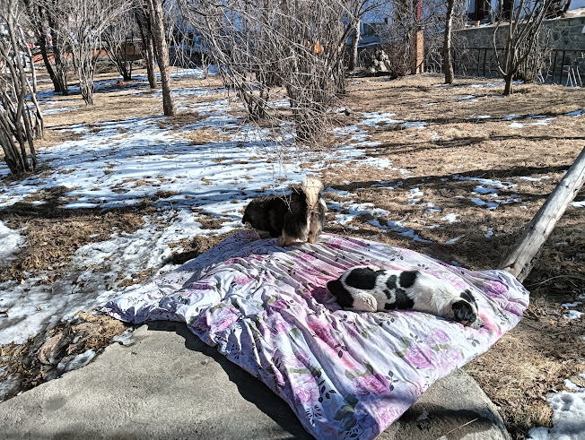 わんちゃんの五体投地。動画でお見せしたかった。