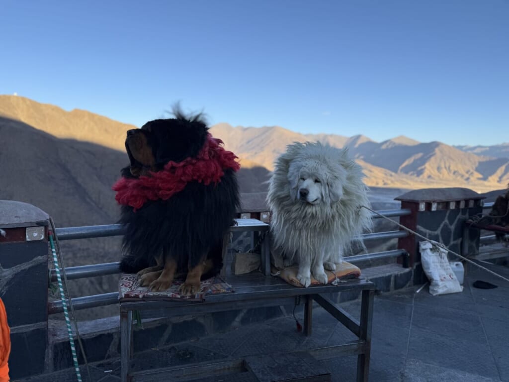 フワフワで大人しいマスティフ