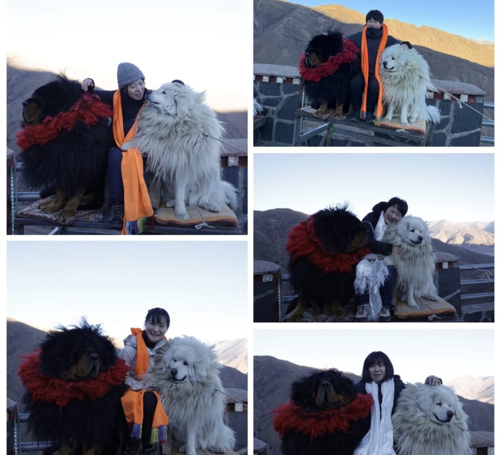 チベタン・マスティフとの撮影！