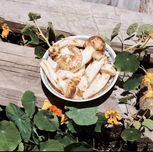 収穫されたマツタケ（ブータン観光局提供）