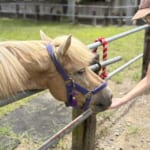 【風の便り】埼玉県東松山市の上岡馬頭観音へ！馬好きが集う絵馬市と境内の魅力｜モンゴル担当の東京本店スタッフより
