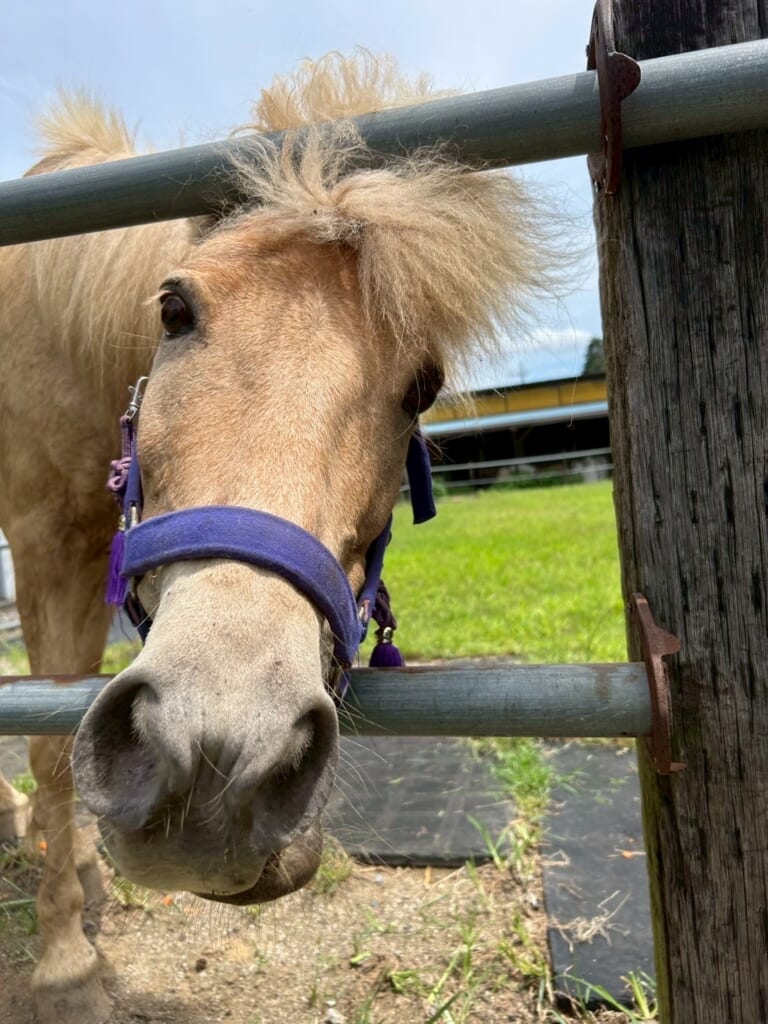 【風の便り】埼玉県東松山市の上岡馬頭観音へ！馬好きが集う絵馬市と境内の魅力｜モンゴル担当の東京本店スタッフより
