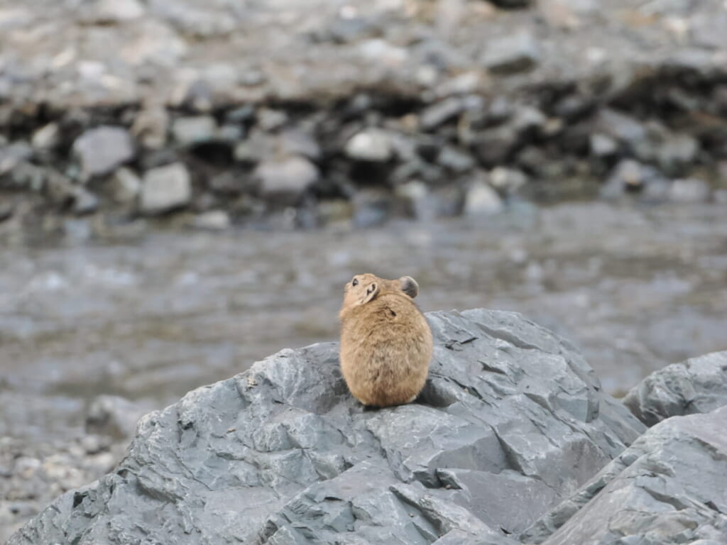 【風の便り】野生動物＆野鳥観察＠モンゴル南ゴビ｜バードウォッチングツアー担当の東京本店スタッフより