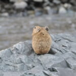 【風の便り】モンゴル南ゴビで野鳥観察ツアーへ！新しいカメラとともに挑む撮影記｜バードウォッチングツアー担当の東京本店スタッフより