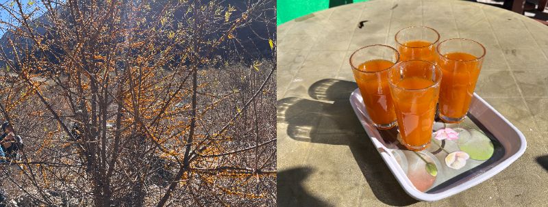 ビタミンが豊富なシーバックソン