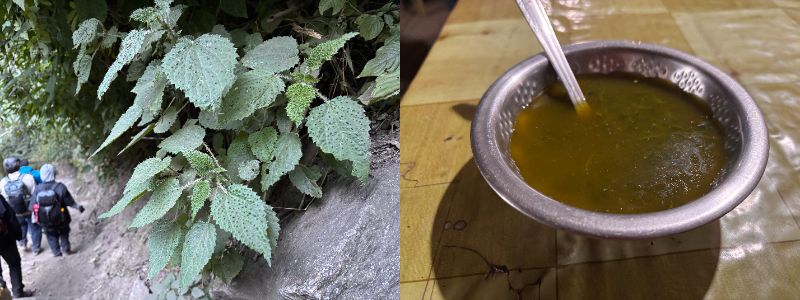 トゲトゲの葉を持つイラクサと、イラクサスープ